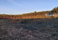 Wycięty las na granicy Barcikowic i Książa Śląskiego